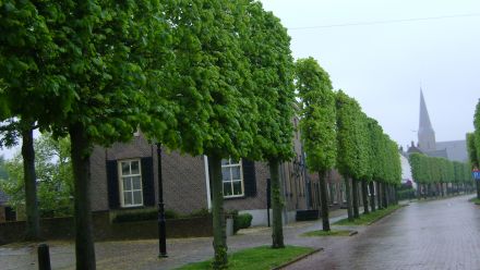 Leibomen