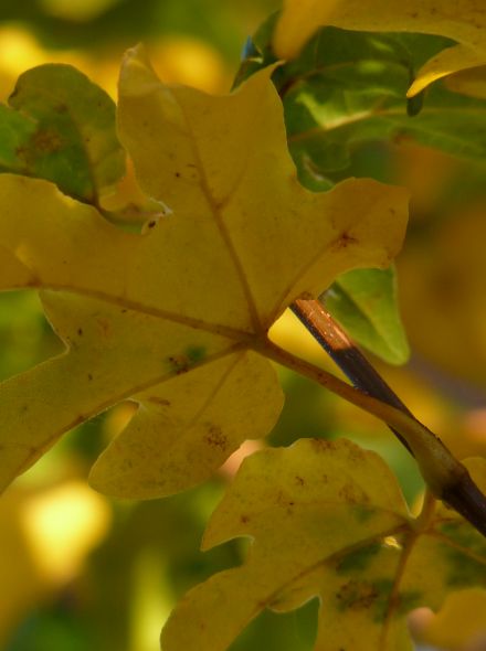 Acer campestre 'Elsrijk' (Veldesdoorn, Spaanse aak)