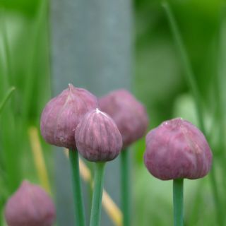 Allium Schoenoprasum (Bieslook, Schnittlauch, Cives)