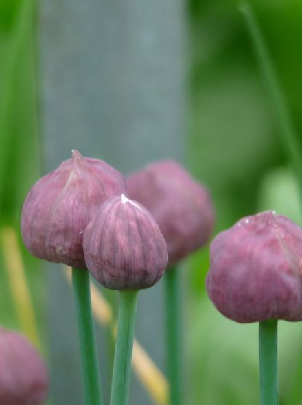 Allium Schoenoprasum (Bieslook, Schnittlauch, Cives)