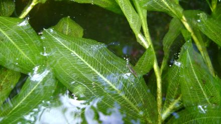 Zuurstofplanten per 5 bundels