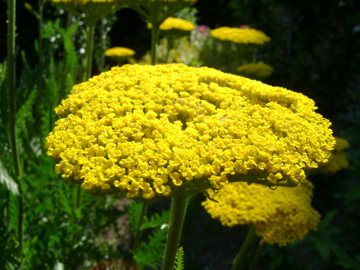 Achillea filipendulina 'Cloth of Gold' (Duizendblad) De Tuinen van Appeltern