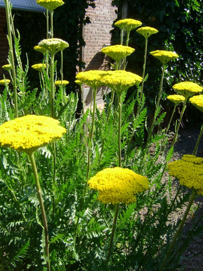 Achillea filipendulina 'Cloth of Gold' (Duizendblad) De Tuinen van Appeltern
