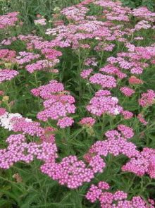 Achillea millefolium 'Cerise Queen' (Duizendblad)
