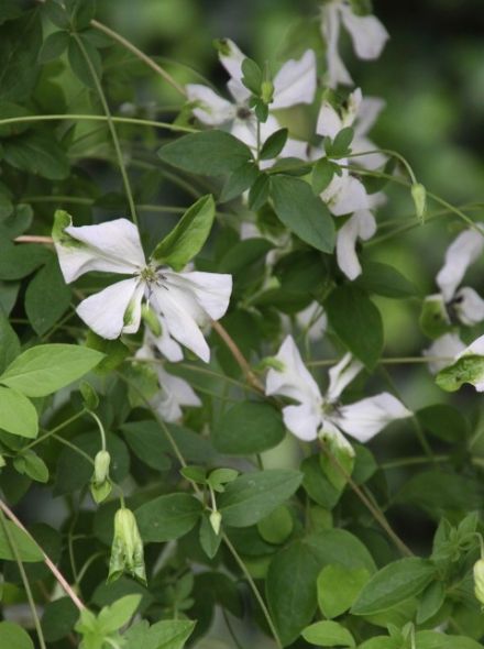 Clematis 'Alba Luxurians' (Bosrank of bosdruif)