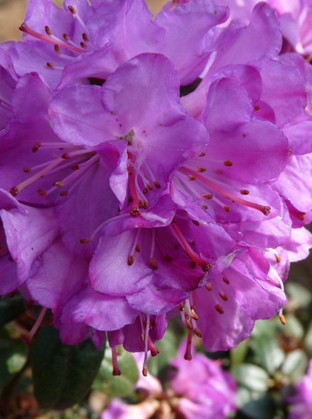 Azalea 'Geisha Purple' (Rhododendron 'Geisha Purple')