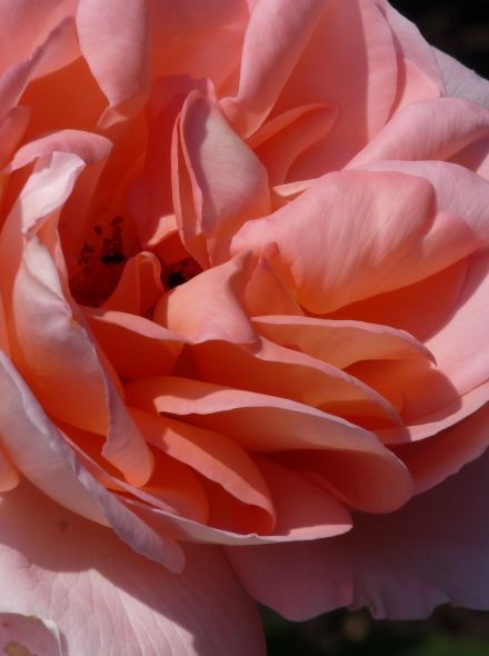 Rosa Abraham Darby (stamroos, stam 90-100 cm)