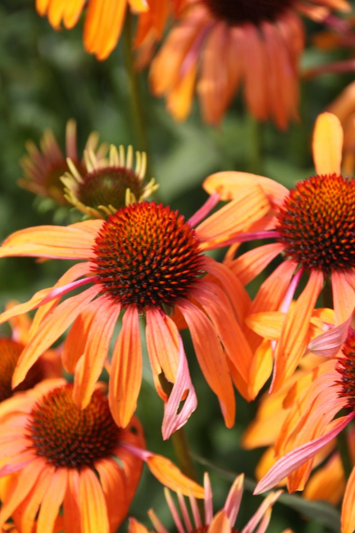 Echinacea 'Solar Flare' - Rode zonnehoed | De Tuinen van Appeltern