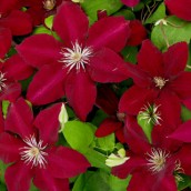 Clematis 'Westerplatte' - container