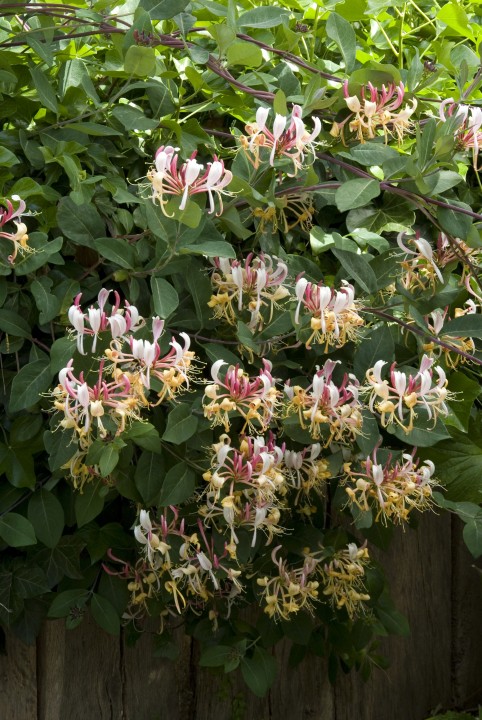 Lonicera periclymenum 'Belgica Select' (wilde kamperfoelie ...