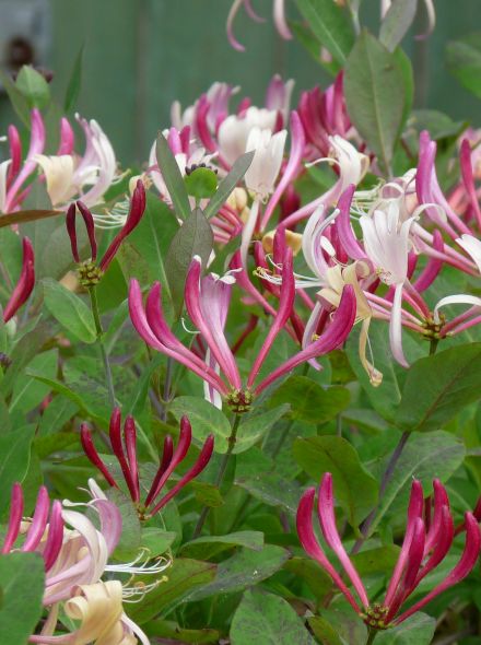 Lonicera periclymenum 'Serotina' - Wilde kamperfoelie | De Tuinen van Appeltern