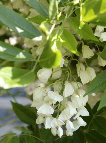 Wisteria floribunda 'Alba' (Wit bloeiende Blauwe regen)