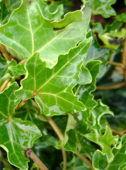 Hedera helix 'Ivalace' (Klimop)
