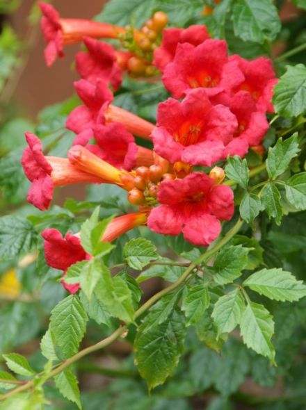 Campsis radicans Flamenco (rode trompetklimmer, roter Trompetenblume, red Trumpet Vine)