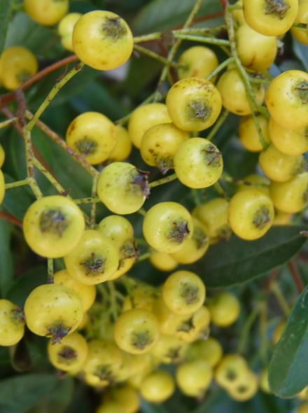 Pyracantha 'Golden Charmer' (Vuurdoorn)
