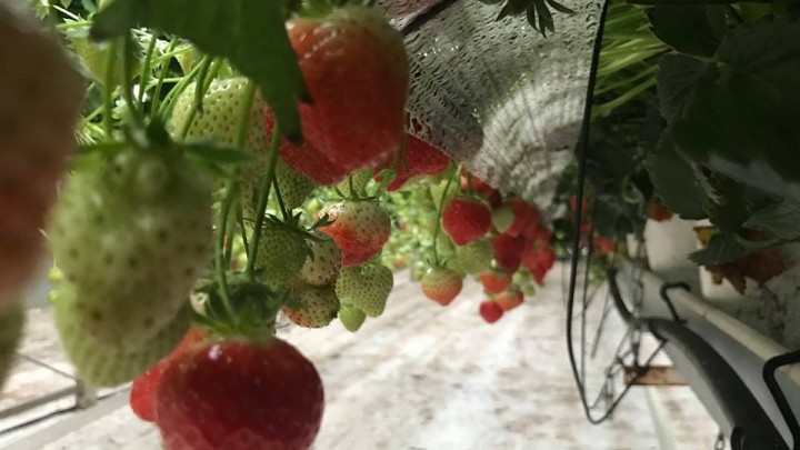 sfeerimpressie van onze bijeenkomst bij Aardbeienkwekerij Willy Vermeulen