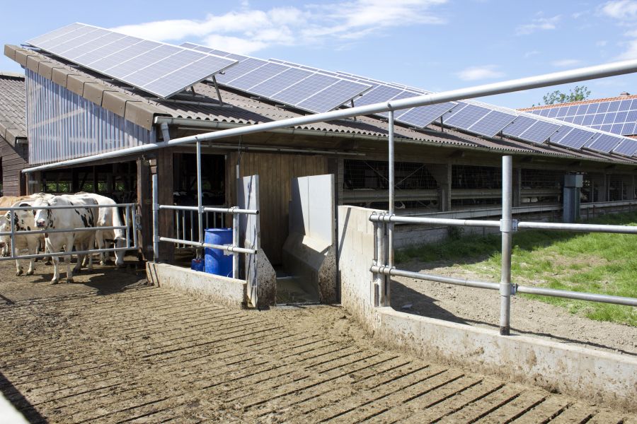 Foot baths how many times a week? CowSignals®