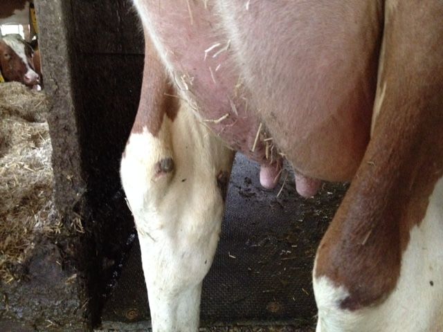 Skin case study answers image