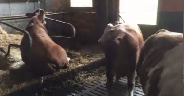 Why Is This Cow Sitting Like A Dog Cowsignals