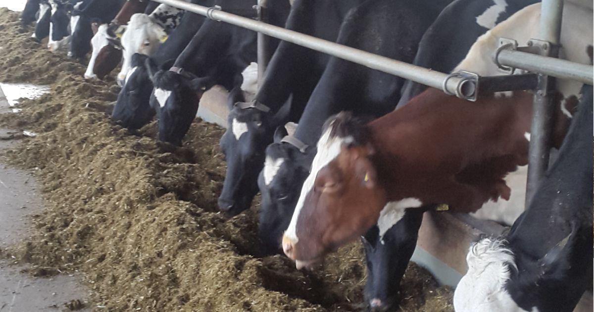 What is the best place for the feed rail? | CowSignals®