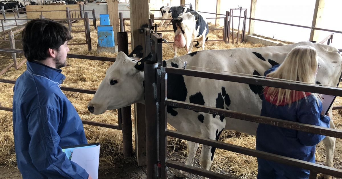 Assessing Cows In A Structured Way CowSignals 