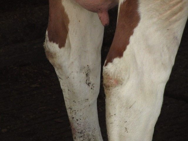 The gold standard for hock damage prevention