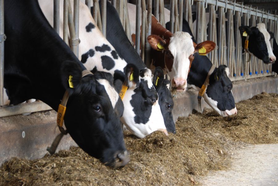 Preventie van pensverzuring bij hoogproductieve koe