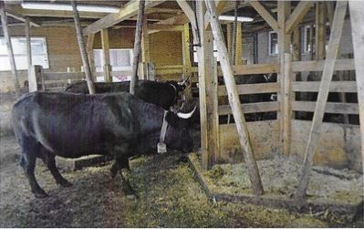 The island system: the solution to replace Swiss tie-stalls?