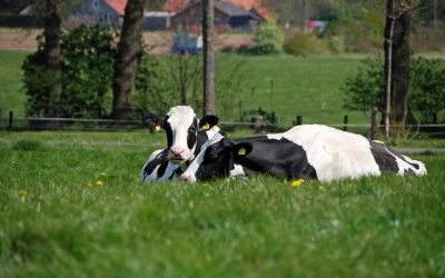 Online Courses Cowsignals Online Courses Cowsignals