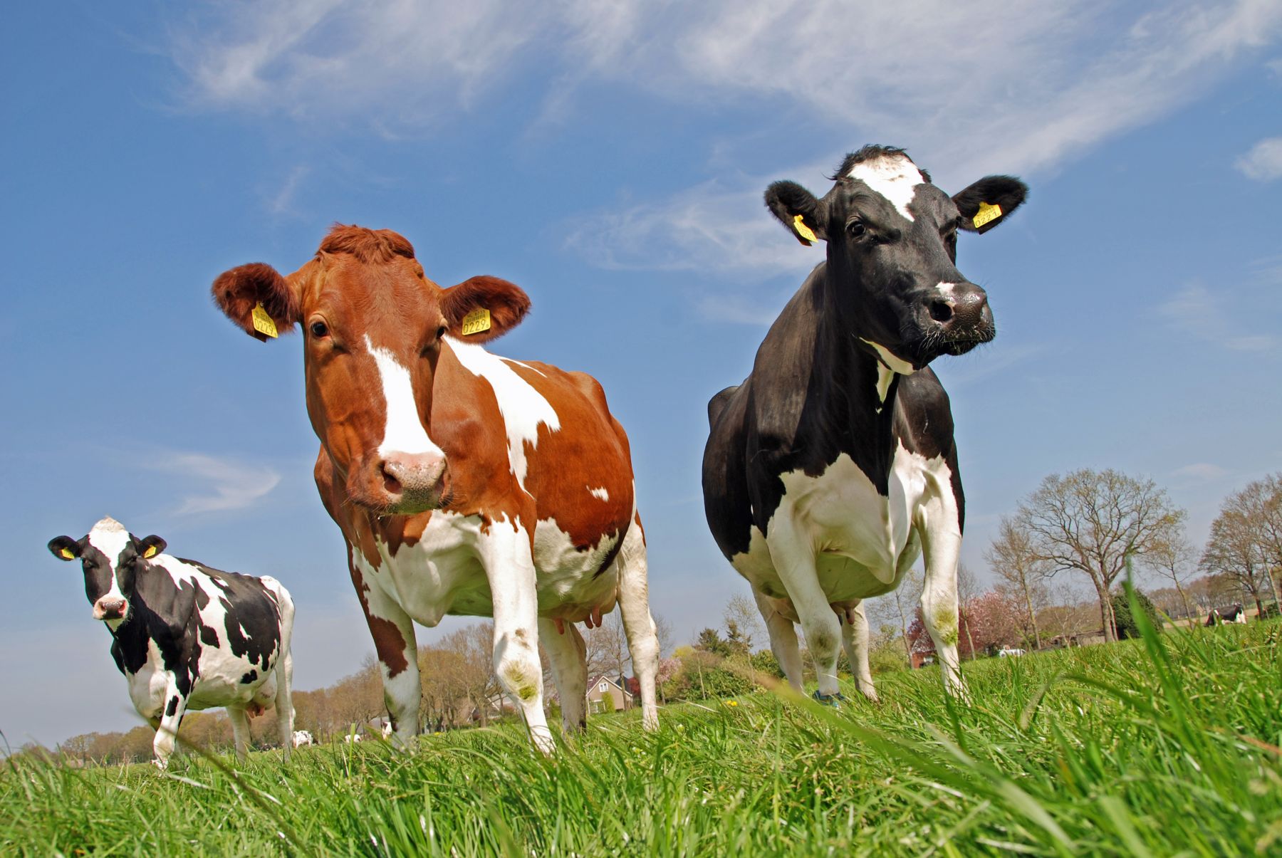 Animal welfare a key factor in sustainable agriculture CowSignals®