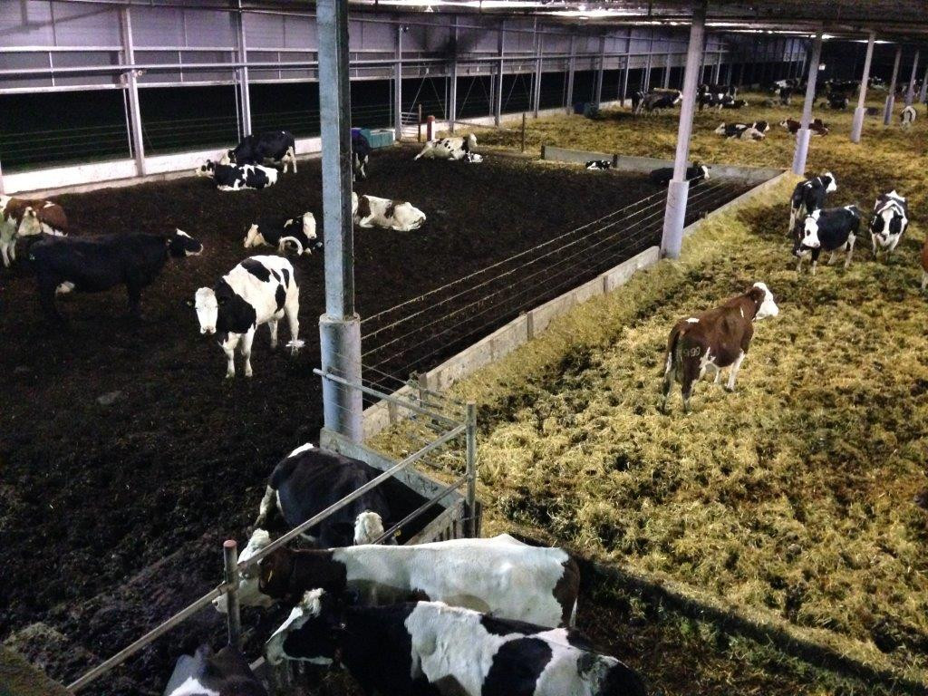 Soft beds for cows is the new standard CowSignals®