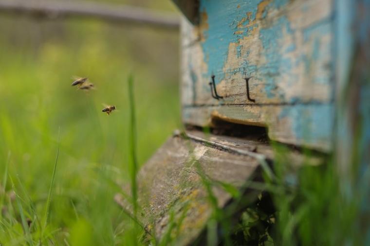 Het Bijeffect: leren samenwerken van bijen, ook in tijden van crisis