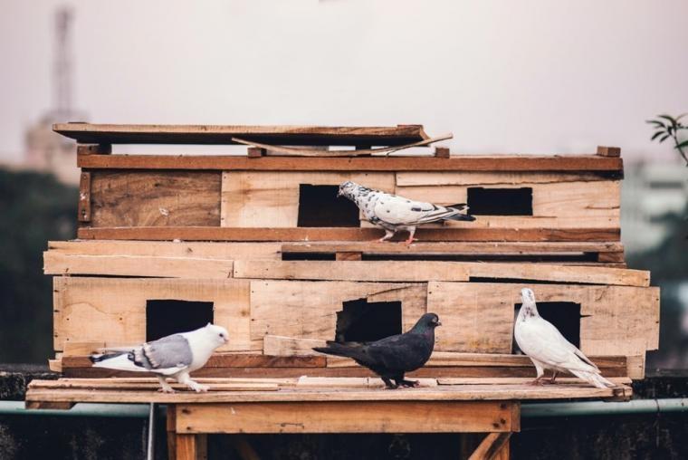 Webinar: Leidinggeven aan zelforganiserende teams