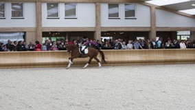 Pre-opening Platinum Stable big success