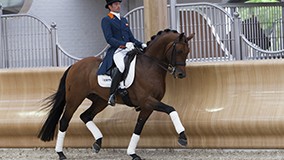 Platinum Stable presents dressage studs