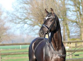 Amandari in Germany this season