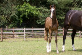 Sezuan Receives Wild Card for 2014 World Young Horse Championships