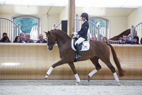 WC Young Dressage Horses starts today