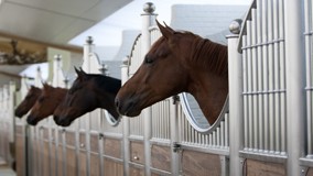 WC Verden Five-Year-Olds: Sezuan lives up to expectations