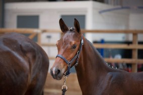 Foundation and Five Star receive positive comments during Central KWPN offspring keuring