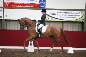 6 Horses of Platinum Stable in Horsefood competition
