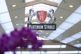 An Asian horse paradise in the Netherlands