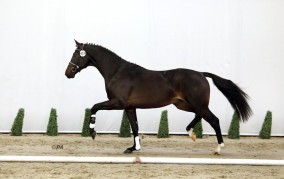 7 hengsten van Platinum Stable naar Den Bosch