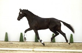 3 hengsten van Platinum Stable aangewezen voor de verrichtingen