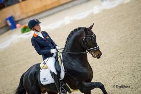 Kirsten Brouwer with Hummer to 2nd place in stallion competition Ermelo