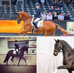 Der Kehdinger, Ichiban en Iwardo winnen selecties in Woudenberg