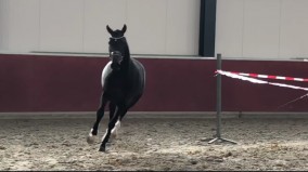 Look at Me loopt goed op stamboekkeuring bij MT Stables