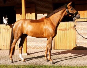 Tom wint met Sky Walker selectie Utrecht ZZL